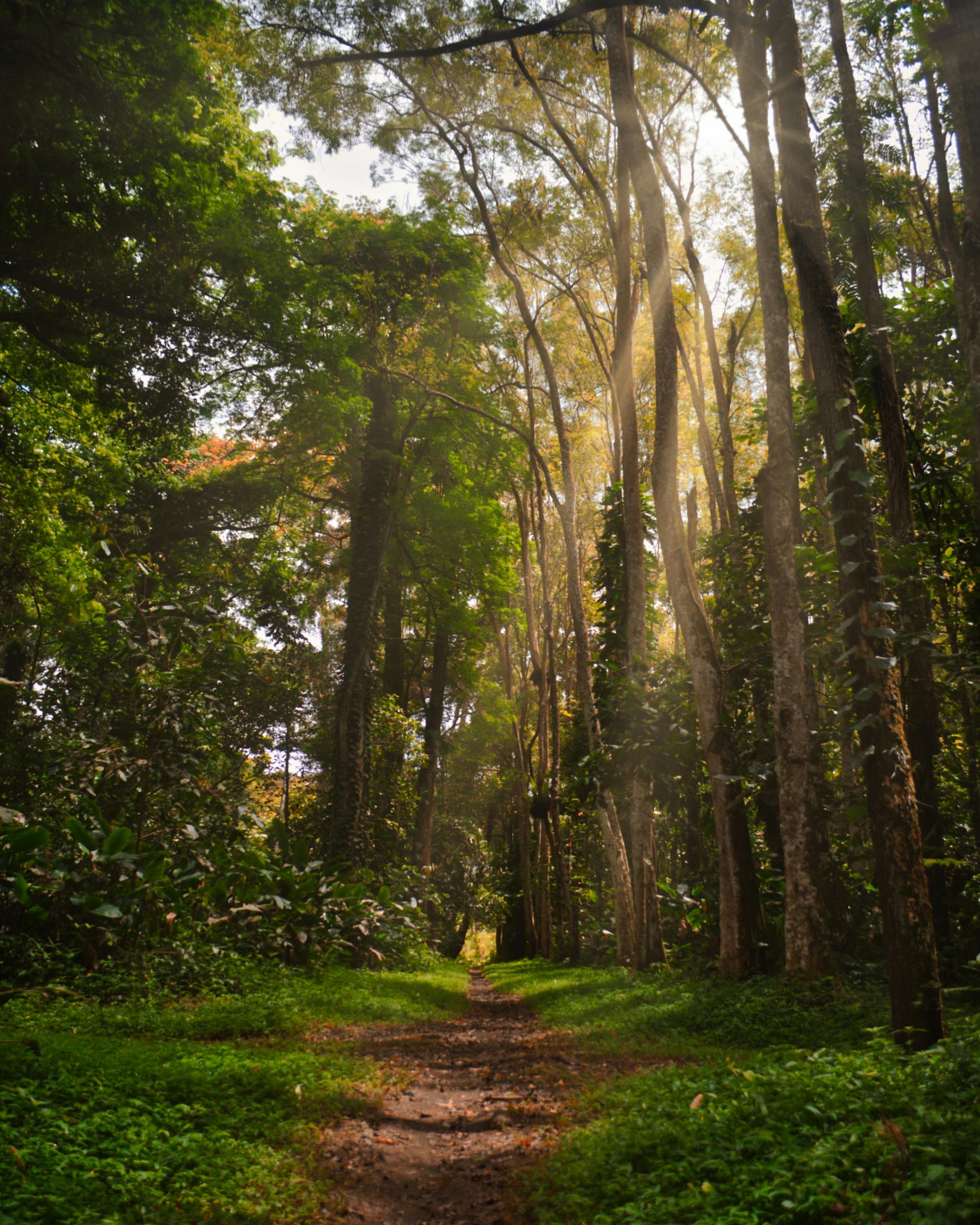 Photo of Forest
